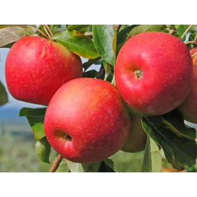 Jabłoń kolumnowa Malus 'Alwa'