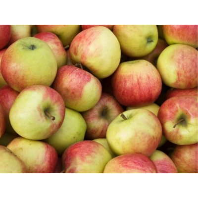 Jabłoń kolumnowa Malus 'Jonagold'