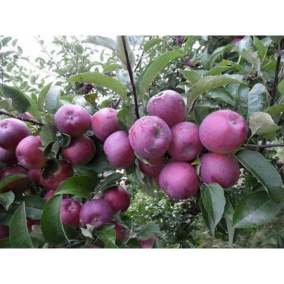 Jabłoń kolumnowa Malus 'Paulared' - Wczesna
