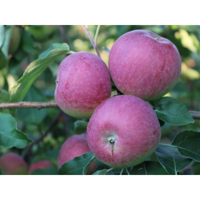 Jabłoń kolumnowa Malus 'Paulared' - Wczesna