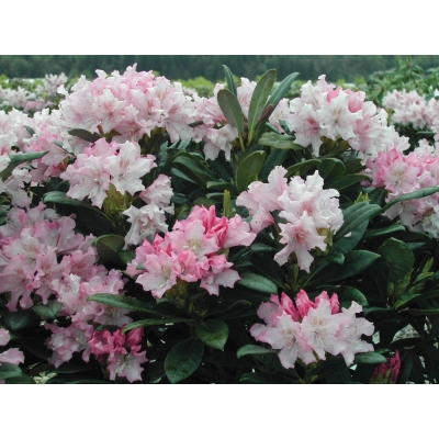 Różanecznik, Rhododendron "Pohjola's Daughter"