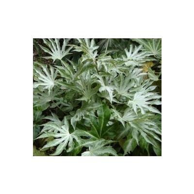 Fatsia, Fatsia japonica "Spider"