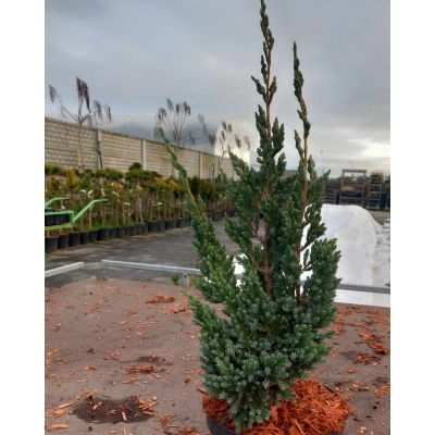 Jałowiec łuskowaty Juniperus squamata "Blue Compact"