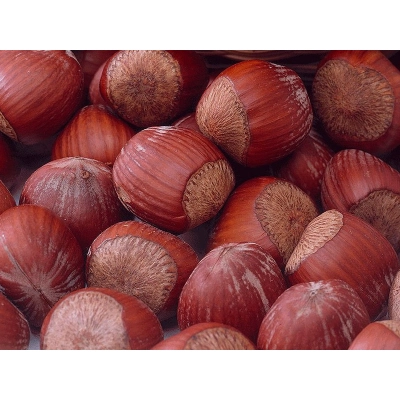 Orzech laskowy Corylus avellana 'Cosford' z pęda