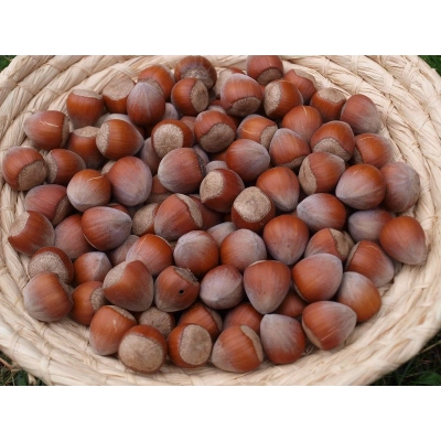 Orzech laskowy Corylus avellana 'Halle' z pęda