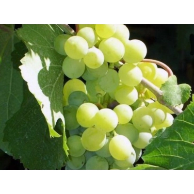 Winorośl, winogron Vitis "Baliet"