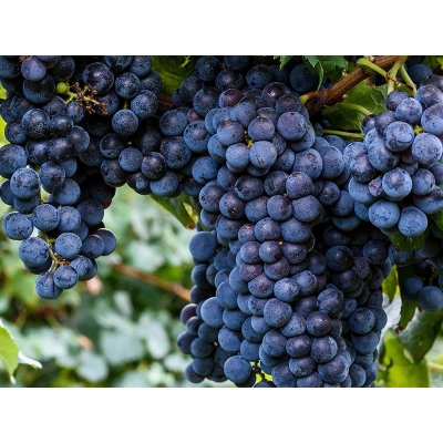 Winorośl, winogron Vitis "Isabella"