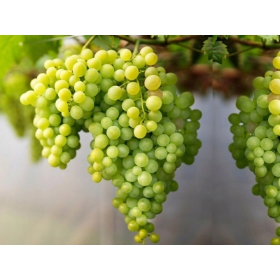 Winorośl, winogron Vitis "Kiszmisz 342"