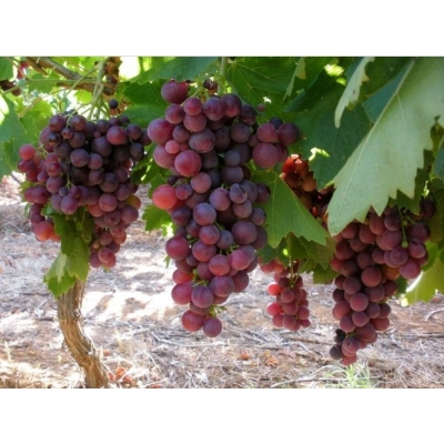 Winorośl, winogron Vitis "Liux"