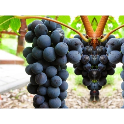 Winorośl, winogron Vitis "Medina"