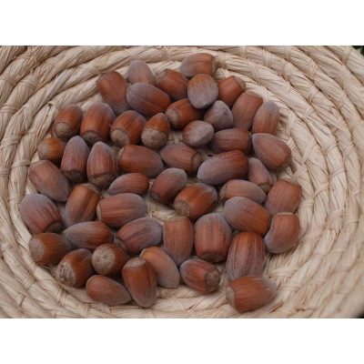 Orzech laskowy Corylus avellana 'Kataloński' z pęda