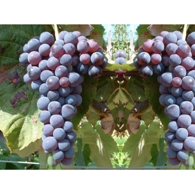 Winorośl, winogron Vitis "Stella"