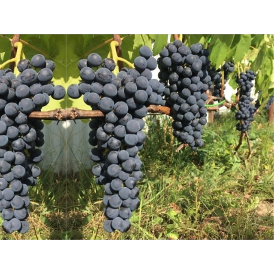 Winorośl, winogron Vitis "Venus"