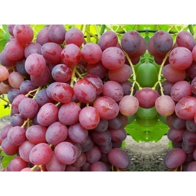 Winorośl, winogron Vitis "Wiktoria 5"