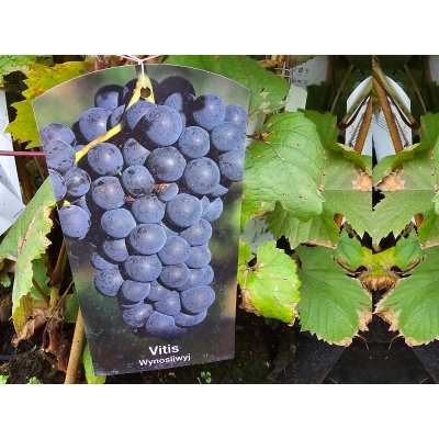 Winorośl, winogron Vitis "Wynosliwyj"