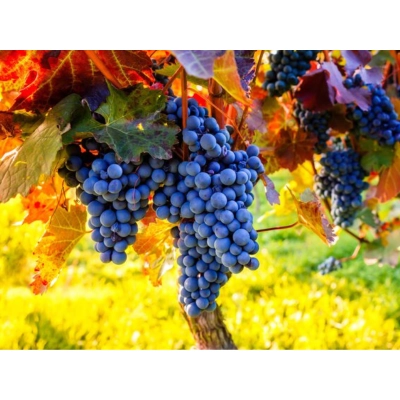 Winorośl, winogron Vitis "Wyszniowyj Rannyj"