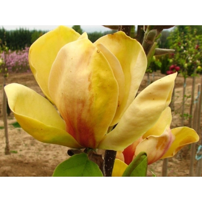 Magnolia soulangeana Sunsation