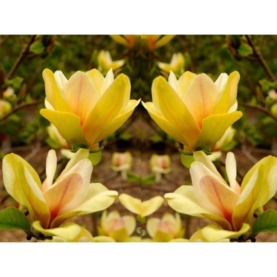 Magnolia soulangeana Sunsation