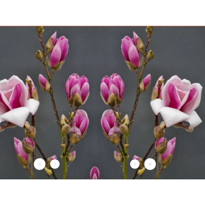 Magnolia soulangeana Satisfaction