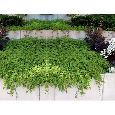 Tawulec pogięty 'Neillia'