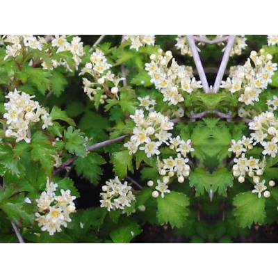 Tawulec pogięty 'Neillia'