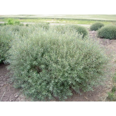 Wierzba 'Salix' "purpurowa nana krzaczasta