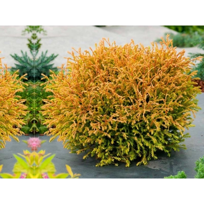 Żywotnikowiec zachodni Golden Tuffet