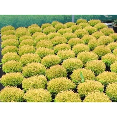 Żywotnikowiec zachodni Golden Tuffet