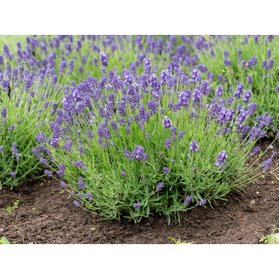 Lawenda 'Lavandula' Thumbelina leigh