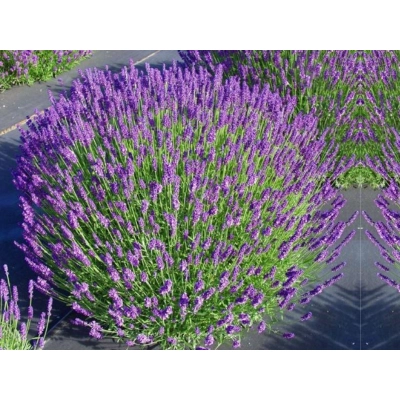Lawenda 'Lavandula' Heidale blue