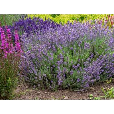 Lawenda 'Lavandula' Munstead strain