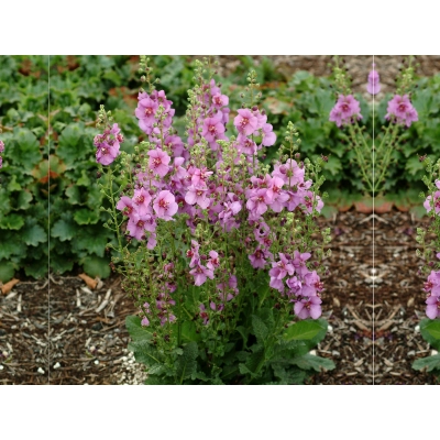 Dziewanna Ogrodowa Swar plum