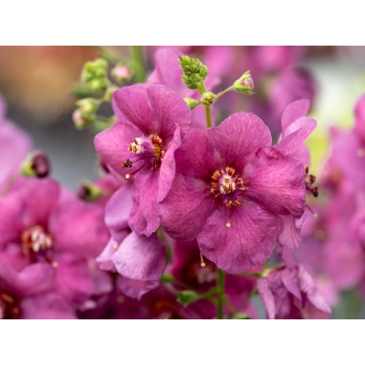 Dziewanna Ogrodowa Swar plum