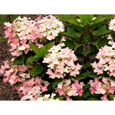 Hortensja bukietowa Hydrangea panikulata "Polstar "