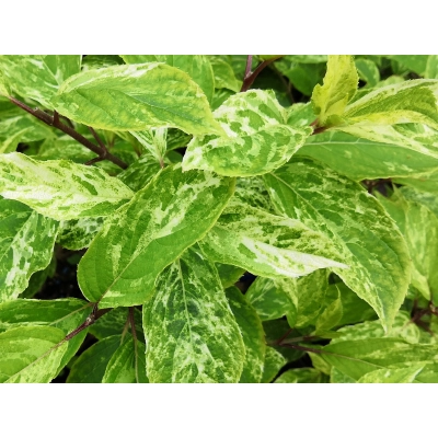 Hortensja bukietowa Hydrangea panikulata "Shikoku Flash