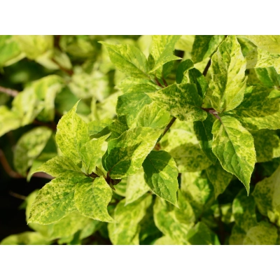 Hortensja bukietowa Hydrangea panikulata 