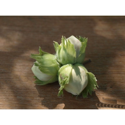 Orzech laskowy Corylus avellana 'Lamberta' z pęda