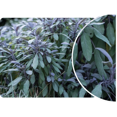 Szałwia 'Salvia officinalis' Purpurascens