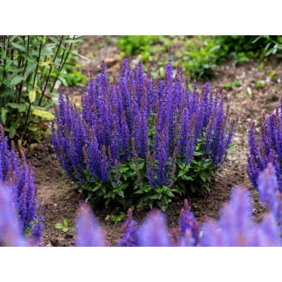 Szałwia 'Salvia officinalis' blue Bouguetta PBR