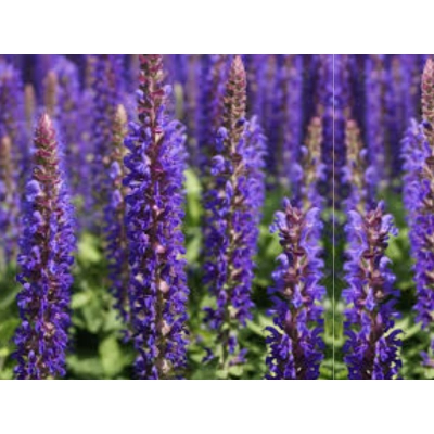 Szałwia 'Salvia officinalis' blue Bouguetta PBR