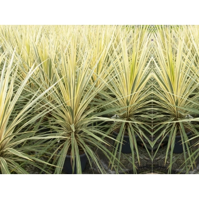 Kordylina, Cordylina dwukolorowa