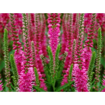 Przetacznik 'Veronica' Eveline PBR