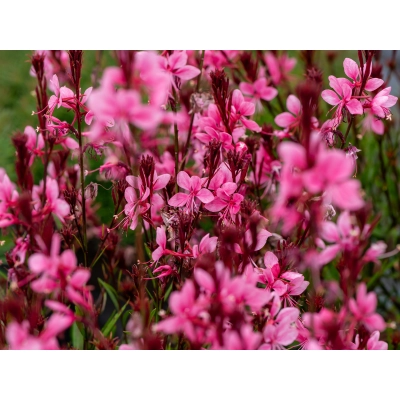 Gaura Baby butterfly dark pink