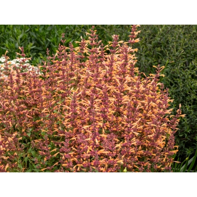 Kłosowiec 'Agastache' Mango Tango