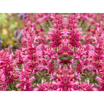 Kłosowiec Rosie possie