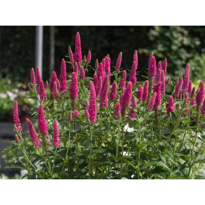 Przetacznik 'Veronica' Czerwony first love