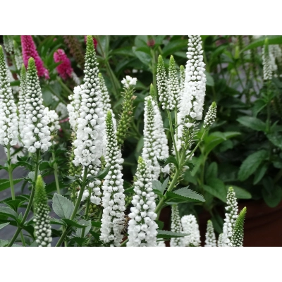 Przetacznik 'Veronica' Bialy first lady