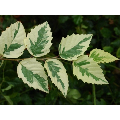 Brzoza Szczepiona Na Pniu 'Betula pendula' bialo zielona