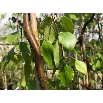 Brzoza 'Betula' Spider Alley