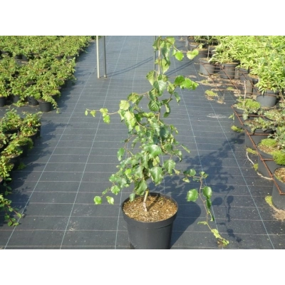 Brzoza 'Betula' Spider Alley